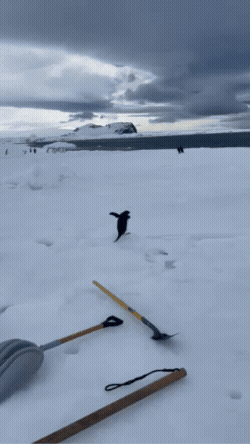 A penguin walking across the sea ice.