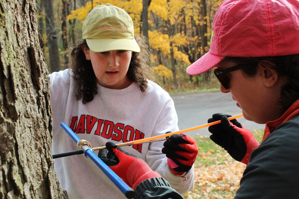 Two students taking a tree ring core from a tree.