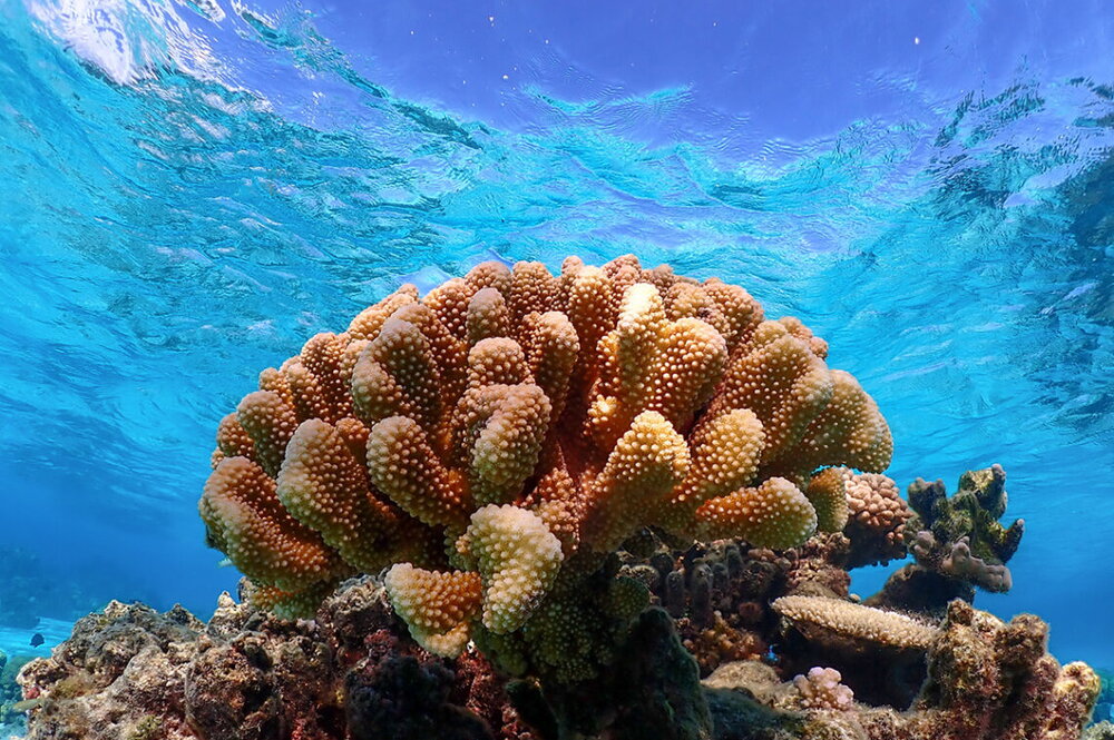 Coral in the ocean.