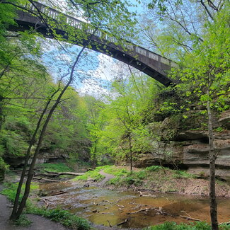 A bridge over a creek bed with some other trees
