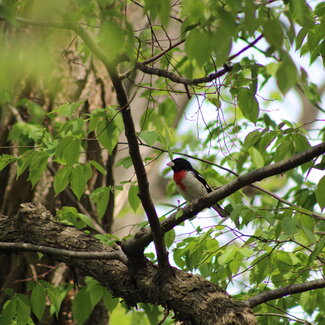 a rose breasted grosbeak