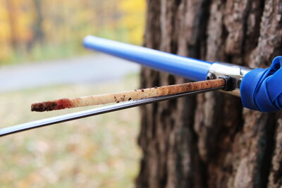 A tree ring core sticking out of a borer.