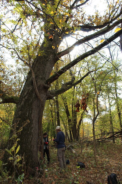 A large silver maple tree with two students underneath it.
