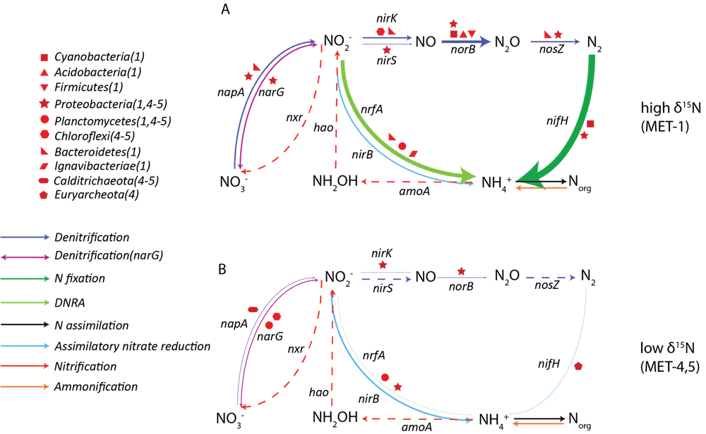 Nitrogen Pathways Nitrogen Pathways