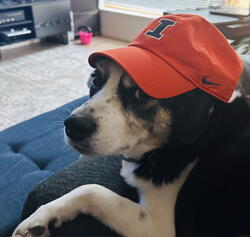 A dog wearing an orange hat with a blue I on it.